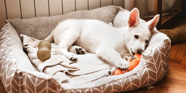 large dog bed with removable cover